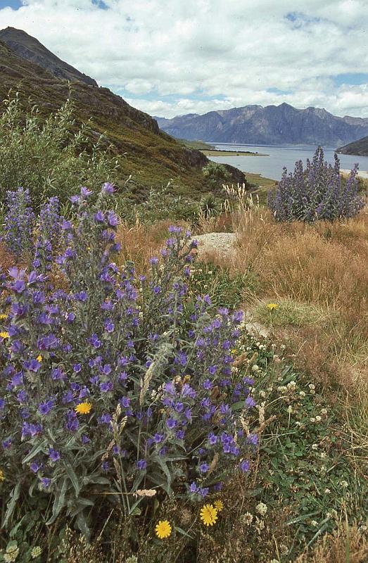 WT 0200 046-06 New Zealand.jpg